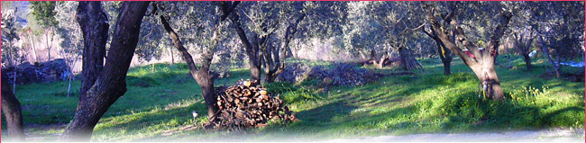 uliveto uliveto - agriturismo L'Oleandra Lacona Isola d'Elba
