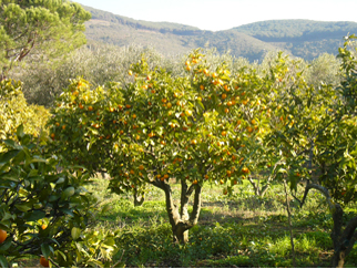 frutteto - agriturismo L'Oleandra Lacona Isola d'Elba