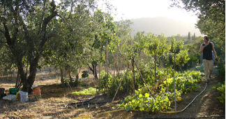 orto - agriturismo L'Oleandra Lacona Isola d'Elba