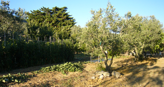 orto - agriturismo L'Oleandra Lacona Isola d'Elba